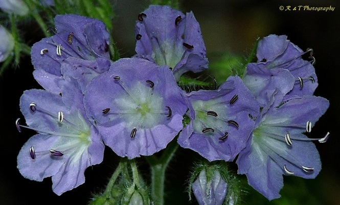 {Hydrophyllum appendiculatum}